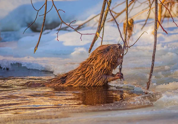 Beaver Eating branch at cold and sunny winter day — Stock Photo, Image