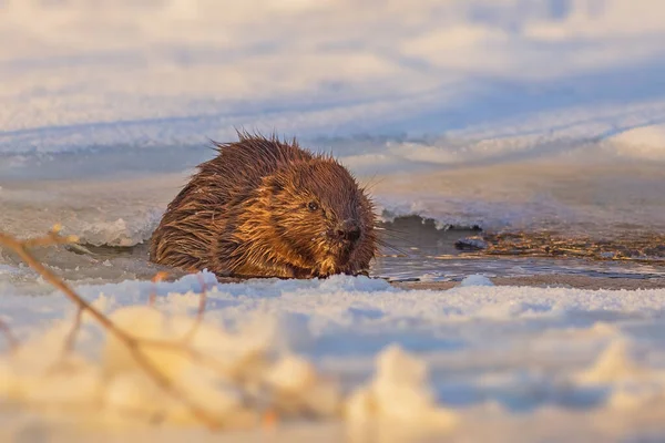 Beaver walking on the ice at cold and sunny winter day — Stock Photo, Image