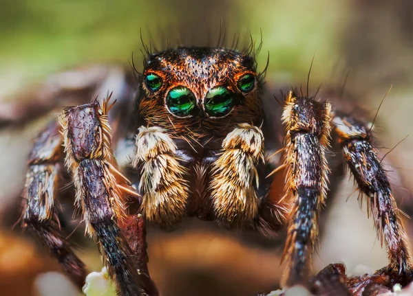 Portrait of Aurelius v-insignitus jumping spider portrait — стоковое фото