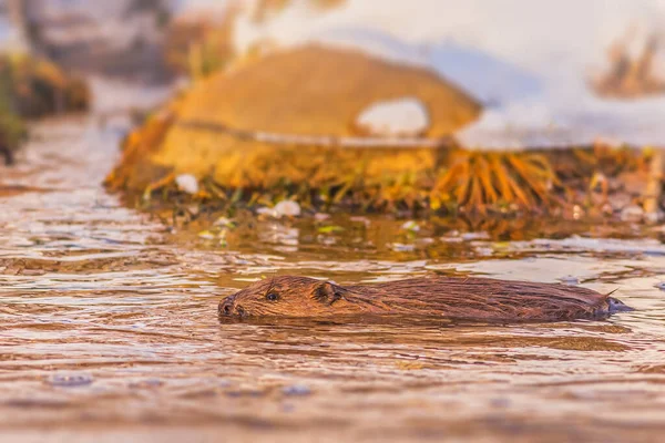 Beaver swimming in water on a cold and sunny winter day — Stock Photo, Image