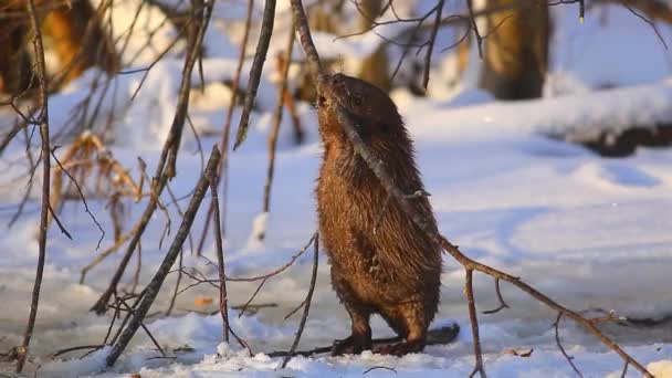 Beaver Eating ramo no dia de inverno frio e ensolarado, Lituânia — Vídeo de Stock