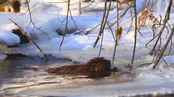 Beaver Eating branch at cold and sunny winter day, Lithuania — Stock Video
