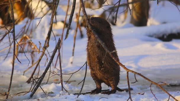 Berang-berang Makan cabang pada musim dingin yang dingin dan cerah, Lithuania — Stok Video