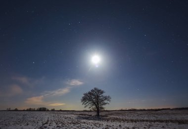 Ay ışığı ve meşe ağacıyla gece manzarası