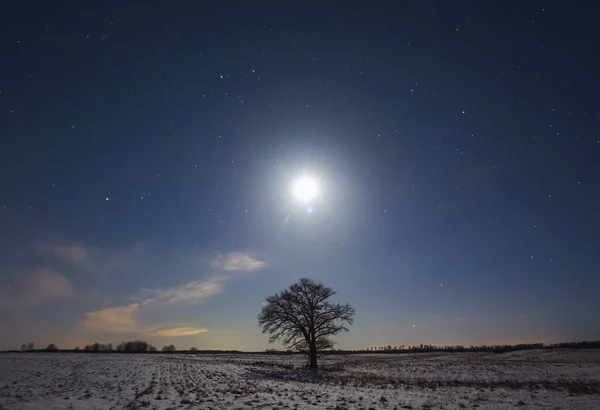 Изображение ночного пейзажа с лунным светом и дубом — стоковое фото