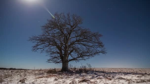 Timelapse noche de invierno, nieve por la noche con un roble y cielo estrellado azul, vídeo timelapse 4k — Vídeo de stock