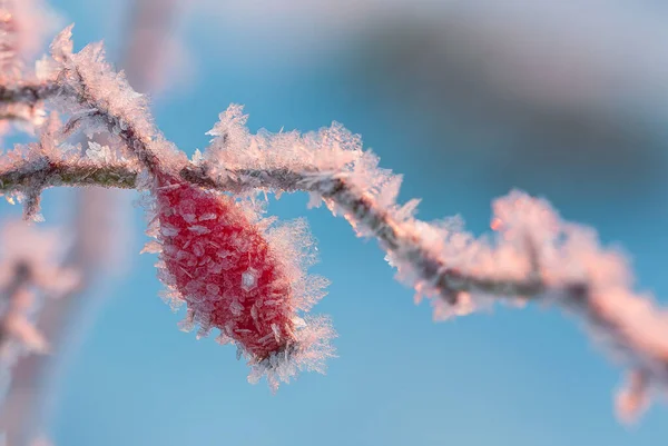 얼음으로 덮인 붉은 장미꽃 열매들은 푸른 배경 위에 덮여 있다 — 스톡 사진