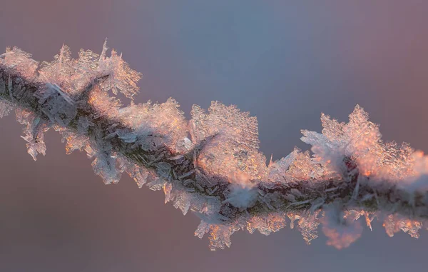 Fond gelée blanche avec lever de soleil au matin froid — Photo