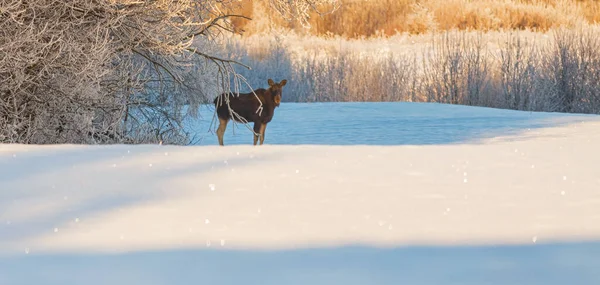 Bezerro de alce jovem em um país das maravilhas de inverno nevado na Lituânia — Fotografia de Stock
