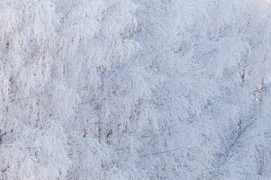 Ağaçların dalları, mavi gökyüzünün arka planında donla kaplıdır.