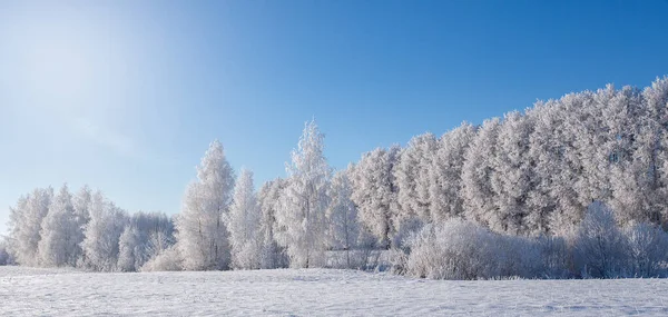 Ветви деревьев, покрытые морозом, на фоне голубого неба — стоковое фото