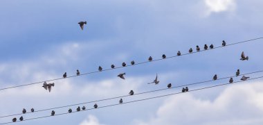Starling kuşları Sturnus vulgaris baharda bir elektrik hattında oturuyorlar.