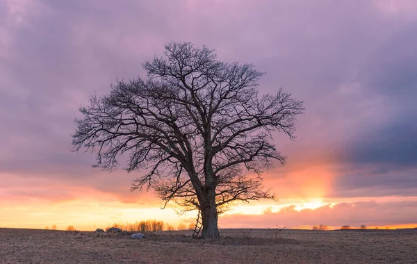 Вид большого одинокого дуба на закате в Литве — стоковое фото