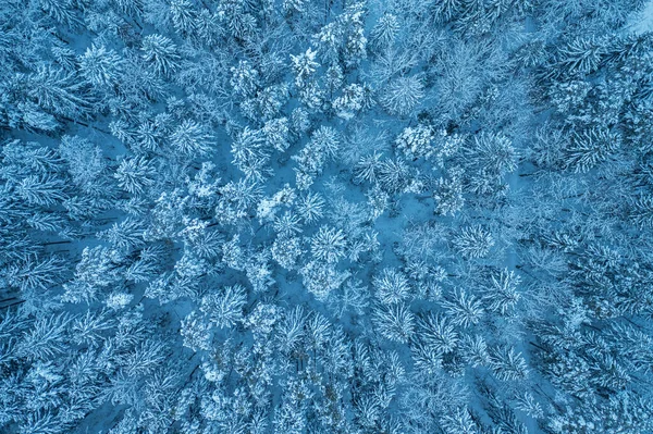 Visão de zangão de cima em abeto e floresta densa de pinheiro no inverno. Bela paisagem de inverno em tempo nublado. Ramos de árvores cobertos de neve. Vista aérea sobre nuvens — Fotografia de Stock