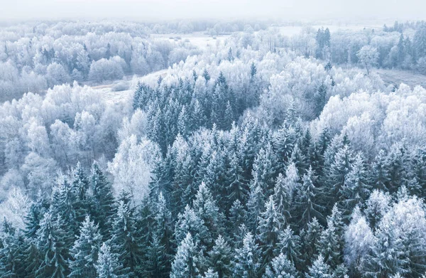 안개낀 하늘을 배경으로 얼어붙은 나무 가지들은 매우 추운 환경에 놓여 있습니다. 겨울 경치, 서리가 내리는 춥고 얼음 이 많은 풍경 — 스톡 사진