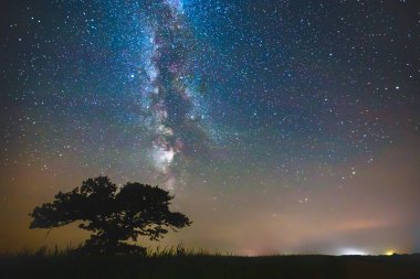 Gece gökyüzü estetiği, gece gökyüzü yıldızları arka planda meşe ağacı, yol gezisinde güzel bir gece manzarası