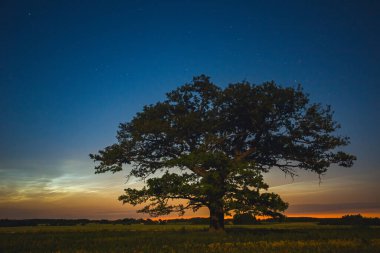 Gece gökyüzü estetiği, arka planda meşe ağacı olan gece gökyüzü yıldızları, gece parlayan bulutlarla dolu bir yolculukta güzel bir gece manzarası.