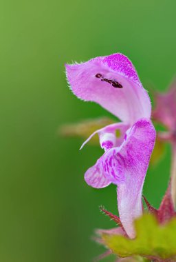 Bahar çiçeklerinin güzel çiçekleri. Mor çiçek yakın planda çiçek açar. Bahar. Arkaplan