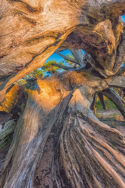 Старий дерев'яний фон, корінь, кореневе зерно, кореневе дерево — стокове фото