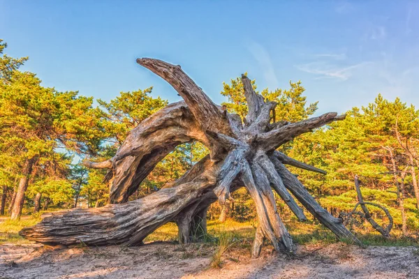 Staré dřevo pozadí, kořen, kořenové zrno, kořenové dřevo — Stock fotografie