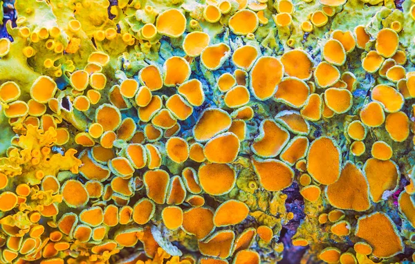 Yellow maritime sunburst lichen - Xanthoria parietina - background — Stock Photo, Image