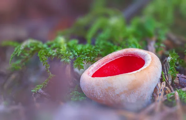 Sarcoscypha austriaca - 진홍색엘 프 컵으로 알려진, 변연성 희귀 한난 균이다. 속에는 썩은 나뭇잎 사이에 있는 쓰러진 나뭇가지에서 자라는 진홍색 베이지 버섯 컵 이 있다. 숲 속의 이른 봄. — 스톡 사진