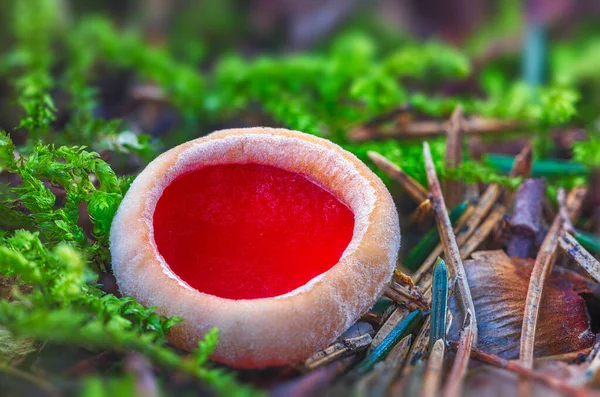 Sarcoscypha austriaca - 진홍색엘 프 컵으로 알려진, 변연성 희귀 한난 균이다. 속에는 썩은 나뭇잎 사이에 있는 쓰러진 나뭇가지에서 자라는 진홍색 베이지 버섯 컵 이 있다. 숲 속의 이른 봄. — 스톡 사진