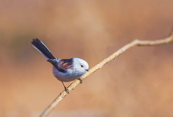 Long-tailed Tit, Aegithalos caudatus on a branch — Stock fotografie