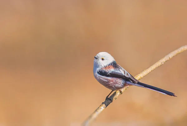 Long-tailed Tit, Aegithalos caudatus on a branch — 스톡 사진