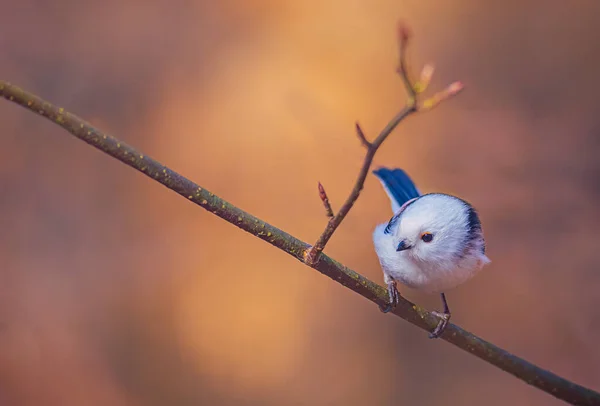 Long-tailed Tit, Aegithalos caudatus on a branch — Stock Fotó