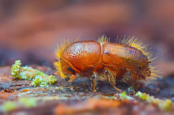 The European spruce bark beetle - Ips typographus — Stock Photo, Image