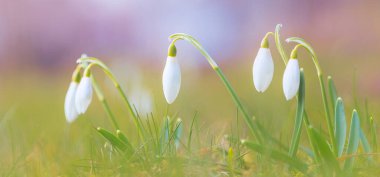 İlk bahar çiçeği - kar damlaları, çiçekli parlak arkaplan