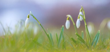 İlk bahar çiçeği - kar damlaları, çiçekli parlak arkaplan