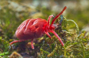 Velvet Mite - Trombidium holosericeum Ağaçta yürüyor
