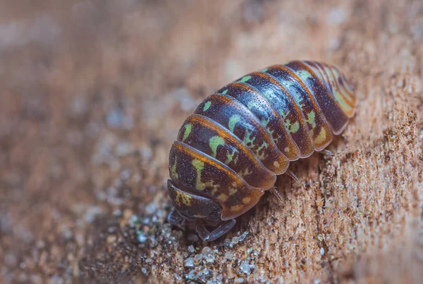 Крупним планом поширений пульчел Armadillidium — стокове фото