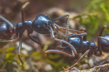 Jet siyah karıncalar Lasius fuliginosus. Formicidae familyasındaki işçiler, karıncalar arasındaki iletişim...