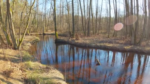Река Груда в Литве весной, красивый солнечный вид на реку — стоковое видео