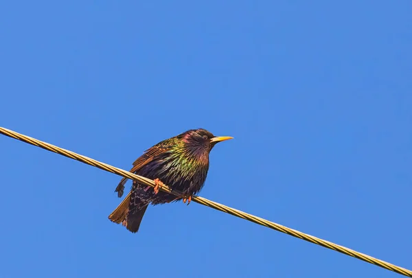 Stádo evropských špačků Sturnus vulgaris hnízdí na nadzemních drátech — Stock fotografie