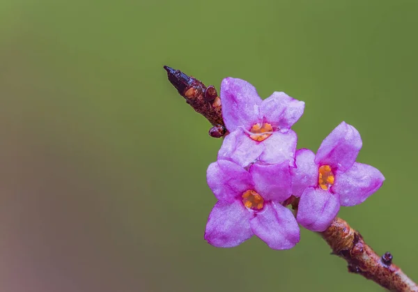 Цветущий мезерей Дафны, фиолетовый цветок Мезерена — стоковое фото