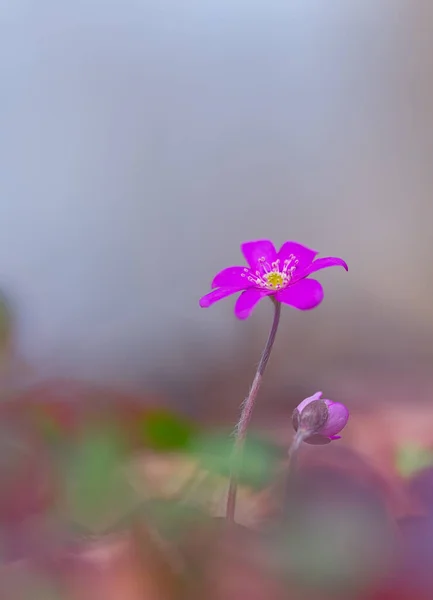 Karaciğer otu Hepatica Nobilis güneşli bir öğleden sonra bir orman zemininde çiçek açar. İlkbahar mor çiçekleri Hepatica nobilis ormanda. Hepatica Nobilis 'in pembe çiçekleri. — Stok fotoğraf