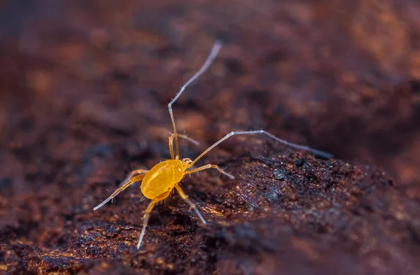 Linopode - linopodes motatorius, a really small creature of mites you can find in the forest — Stock Photo, Image