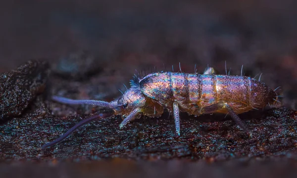 Slender springtail de Gênero Tomocerus em madeira, close-up foco foto macro empilhados — Fotografia de Stock