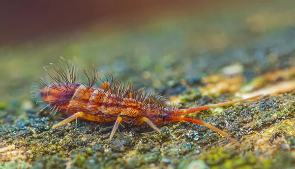 İnce yay kuyruklu, tahtada Orchesella alevi, üst üste yığılmış makro fotoğraf.