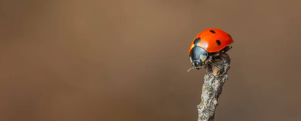 Beruška sedí na abranči teplý jarní den — Stock fotografie