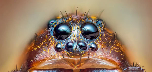 Olhos assustadores de Aranha de lobo Terrestre, Trochosa terricola, foto macro de perto — Fotografia de Stock