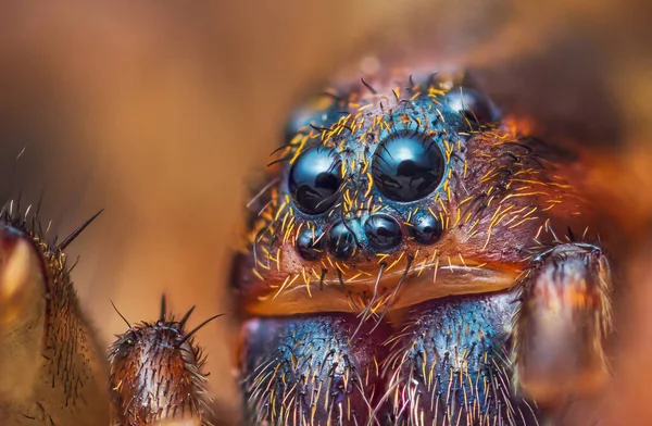 Děsivý portrét pozemního vlčího pavouka, Trochosa terricola, zavřít makro foto — Stock fotografie