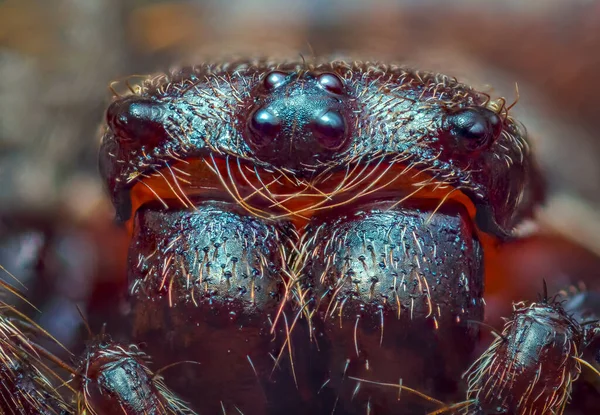 Scary portrait of Walnut orb-weaver spider - Nuctenea umbratica, the walnut orb-weaver spider, is a species of spider in the family Araneidae — Stock Photo, Image