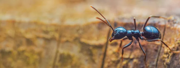 Черные муравьи Лазиус Фулигинос. Рабочие семейства Formicidae — стоковое фото