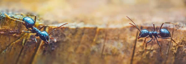 Jet black ants Lasius fuliginosus . Workers in the family Formicidae — Stock Photo, Image