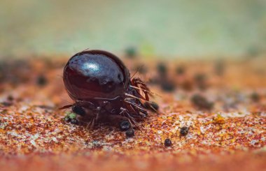 Oribatid akarları olarak da bilinen Beetle Mite 'a yaklaş.